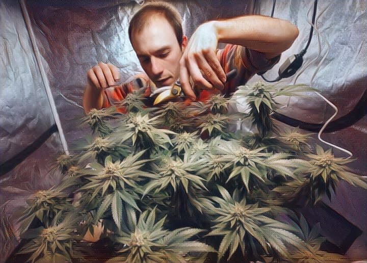 Лечение зависимости от марихуаны в Крыму - Наркологическая клинка Флагман